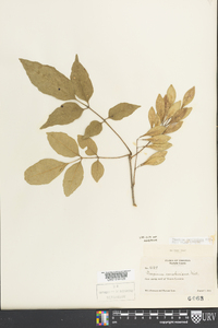 Fraxinus caroliniana image