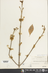Fraxinus caroliniana image