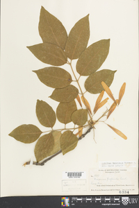 Fraxinus tomentosa image