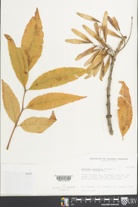 Fraxinus tomentosa image