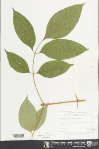 Fraxinus tomentosa image