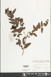 Jasminum amplexicaule image