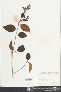 Ligustrum japonicum image