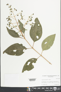 Ligustrum japonicum image