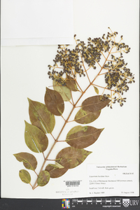 Ligustrum japonicum image