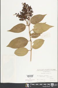 Ligustrum japonicum image