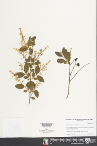 Ligustrum sinense image