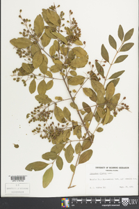 Ligustrum sinense image