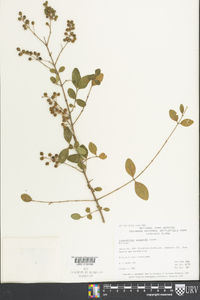 Ligustrum sinense image