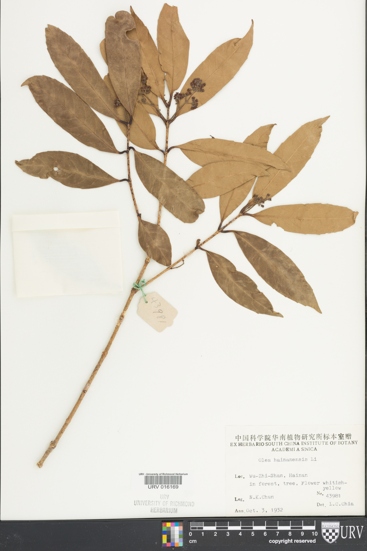 Olea hainanensis image