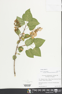 Syringa vulgaris image