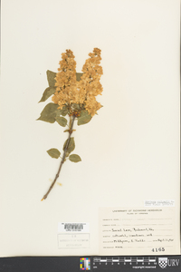 Syringa vulgaris image