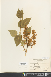 Syringa vulgaris image