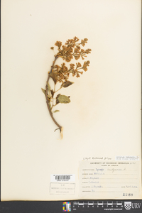 Syringa vulgaris image