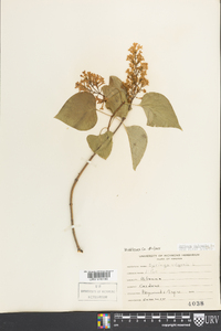 Syringa vulgaris image