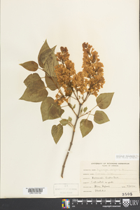 Syringa vulgaris image