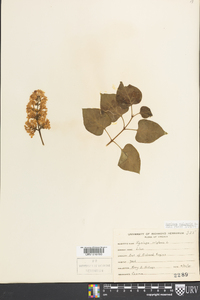 Syringa vulgaris image