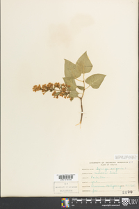 Syringa vulgaris image