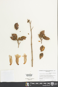 Paulownia tomentosa image
