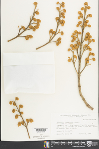 Paulownia tomentosa image