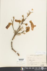 Paulownia tomentosa image