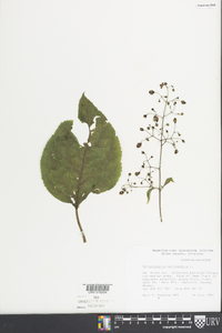 Scrophularia marilandica image