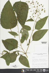 Scrophularia marilandica image