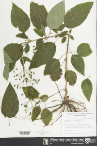 Scrophularia marilandica image