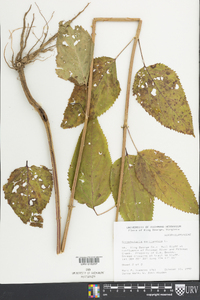 Scrophularia marilandica image