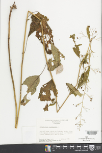 Scrophularia marilandica image