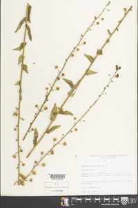 Verbascum blattaria image