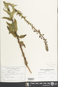 Verbascum blattaria image