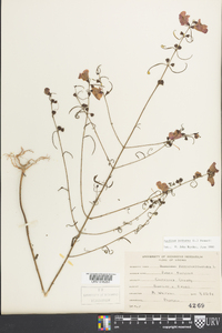 Agalinis purpurea image