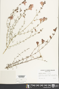 Agalinis purpurea image