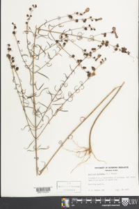 Agalinis purpurea image