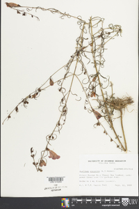 Agalinis purpurea image
