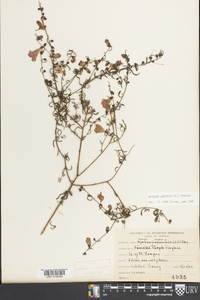 Agalinis purpurea image