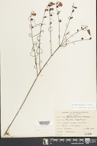 Agalinis purpurea image