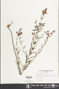 Agalinis purpurea image