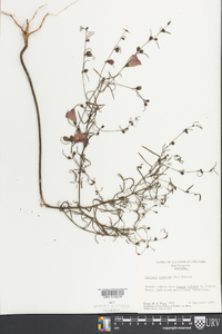 Agalinis purpurea image
