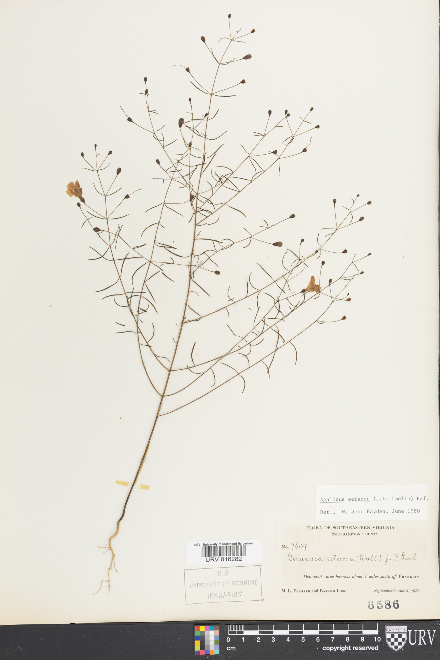 Agalinis setacea image