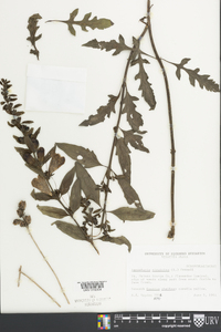 Aureolaria virginica image