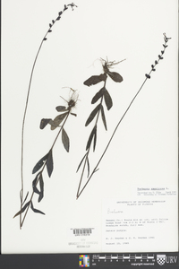Buchnera americana image
