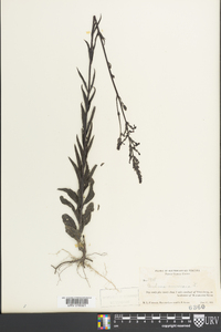 Buchnera americana image