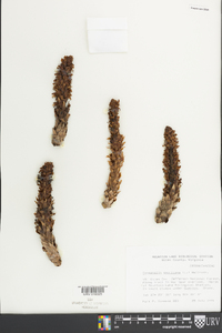 Conopholis americana image