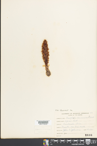 Conopholis americana image