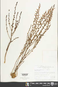 Epifagus virginiana image