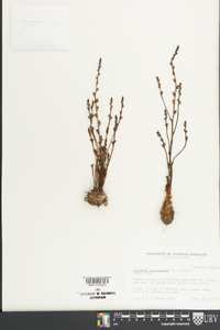 Epifagus virginiana image