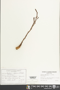 Epifagus virginiana image