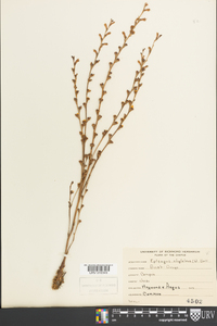 Epifagus virginiana image